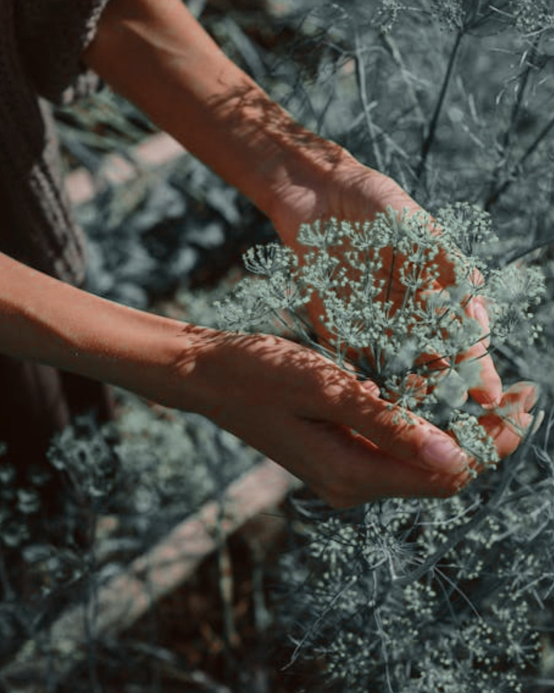 8 Herbs for Winter Skincare: Nature's Arsenal Against the Cold